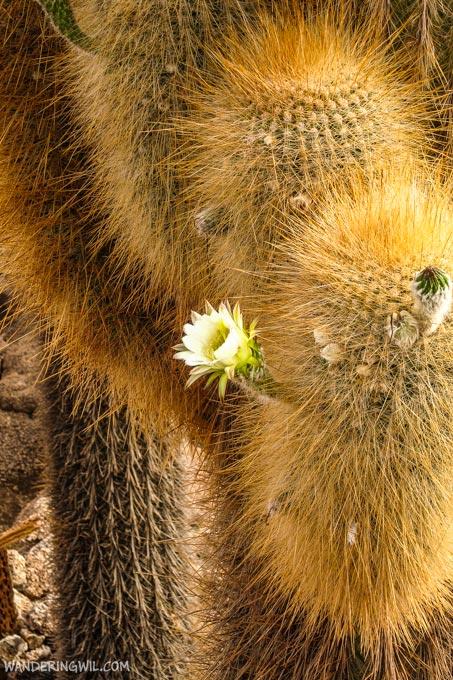 fiore-cactus-wandering-wil